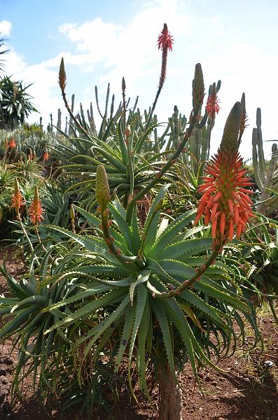 269_Portugal_Madeira_Funchal_Botanical_Garden.JPG