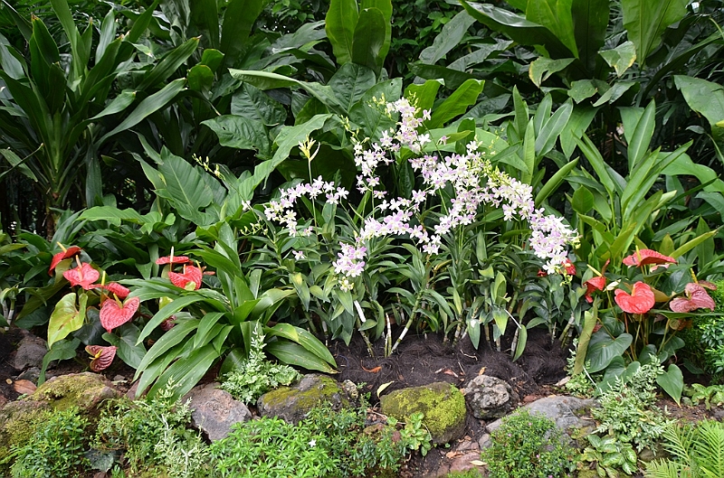 139_Singapore_Botanic_Gardens.JPG
