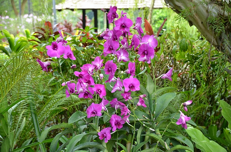152_Singapore_Botanic_Gardens.JPG