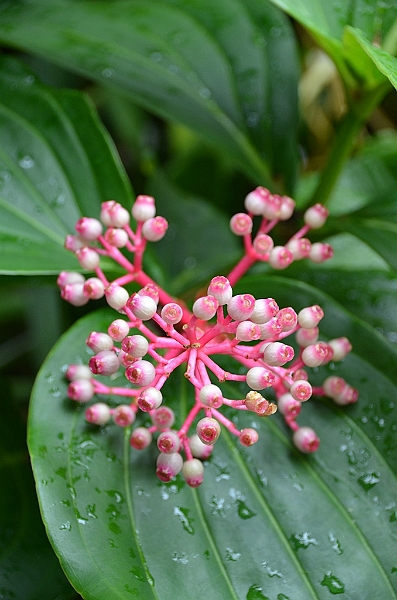 171_Singapore_Botanic_Gardens.JPG