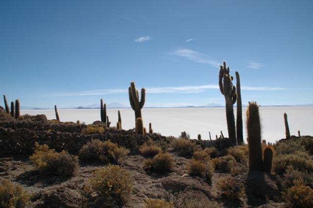 438_Bolivien_Salar_de_Uyuni_Isla_del_Pescado.JPG