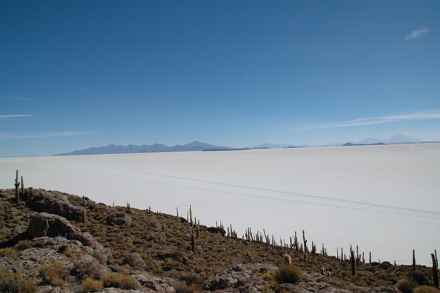439_Bolivien_Salar_de_Uyuni_Isla_del_Pescado.JPG