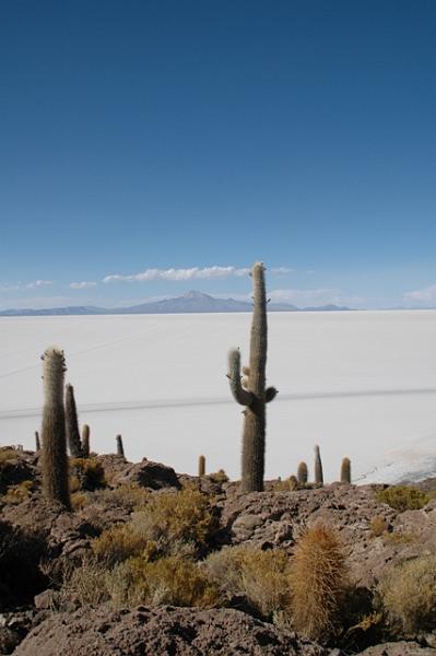 446_Bolivien_Salar_de_Uyuni_Isla_del_Pescado.JPG