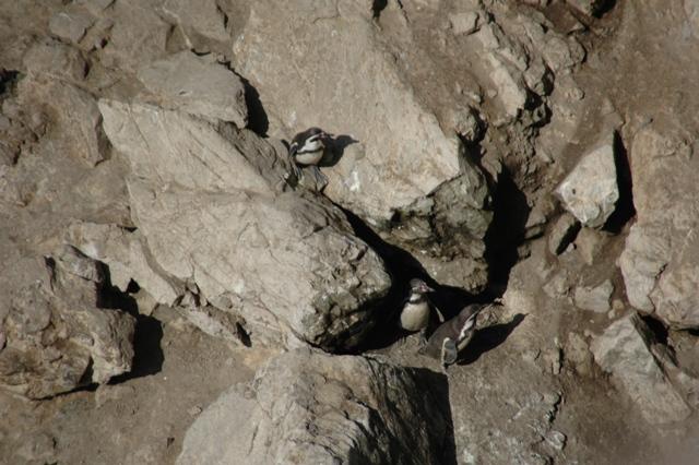 097_Peru_Playa_La_Aguada_Pinguine.JPG