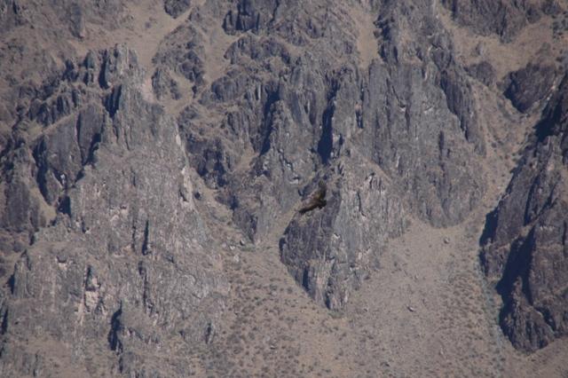 135_Peru_Colca_Tal_Condor.JPG