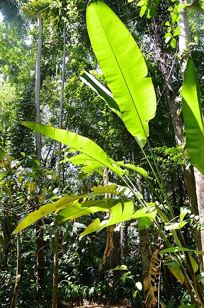 229_Sri_Lanka_Gewuerzgarten.JPG