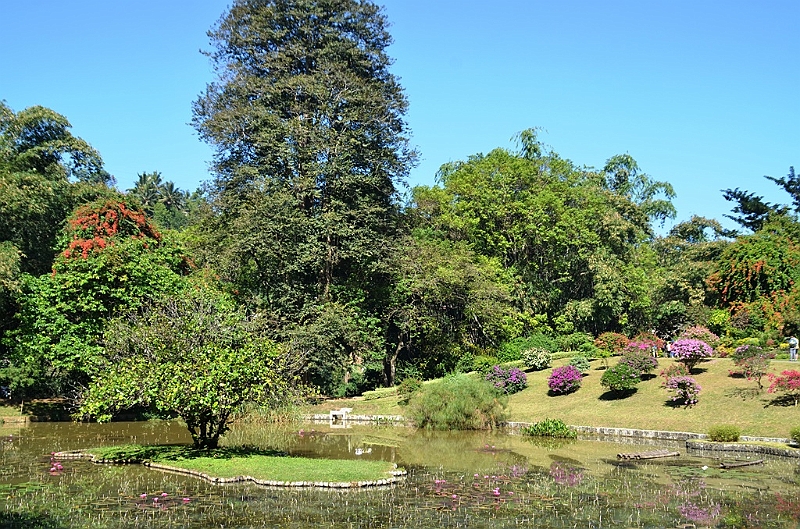 278_Sri_Lanka_Kandy_Botanic_Gardens.JPG