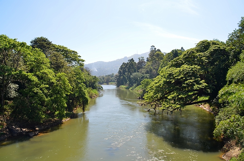 290_Sri_Lanka_Kandy_Botanic_Gardens.JPG