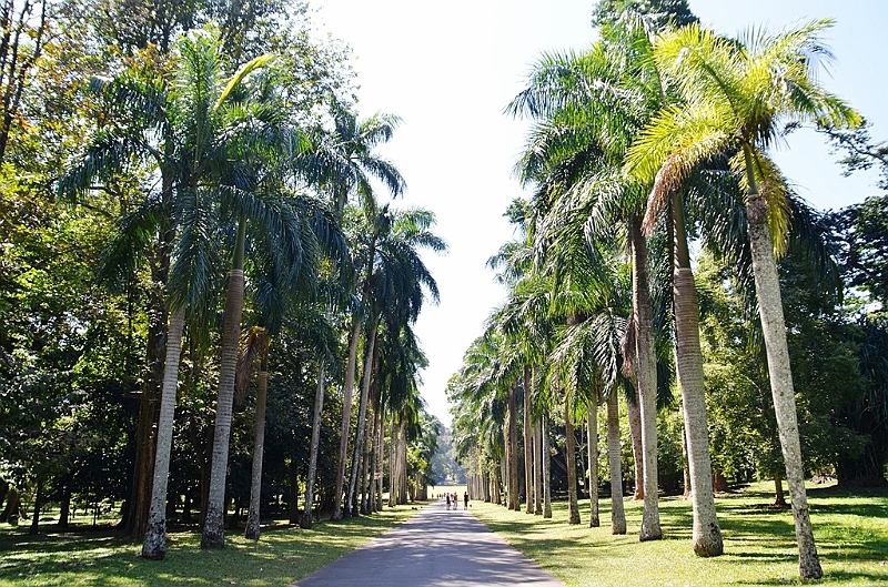 292_Sri_Lanka_Kandy_Botanic_Gardens.JPG
