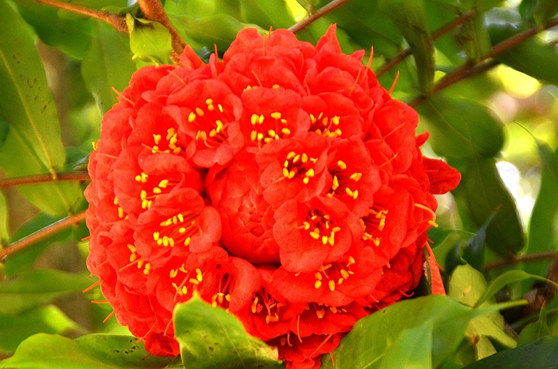 295_Sri_Lanka_Kandy_Botanic_Gardens.JPG
