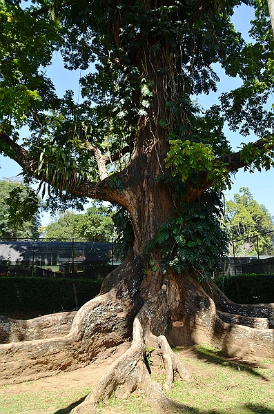 297_Sri_Lanka_Kandy_Botanic_Gardens.JPG