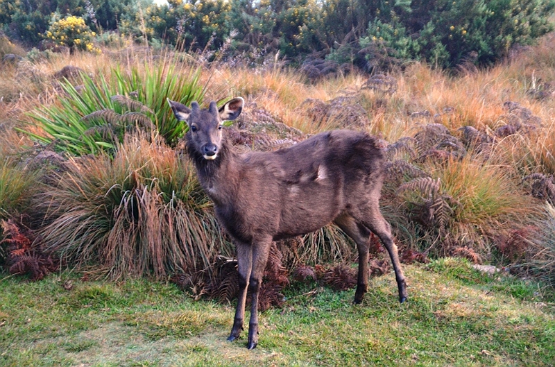 382_Sri_Lanka_Horton_Plains_NP.JPG