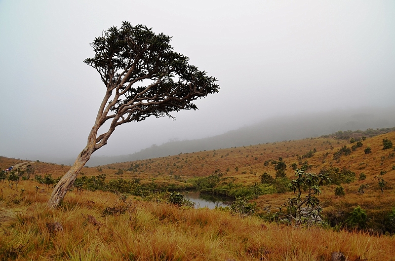 385_Sri_Lanka_Horton_Plains_NP.JPG