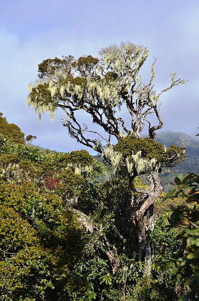 398_Sri_Lanka_Horton_Plains_NP.JPG