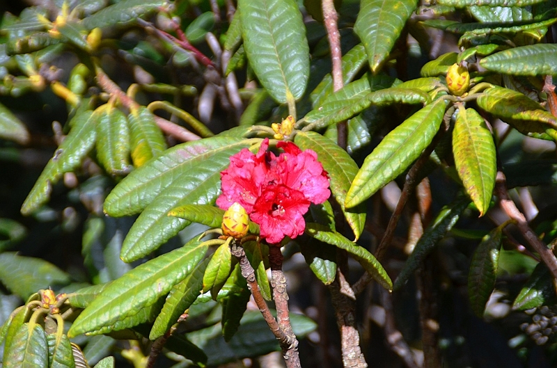 402_Sri_Lanka_Horton_Plains_NP.JPG