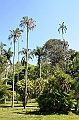 282_Sri_Lanka_Kandy_Botanic_Gardens