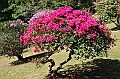 286_Sri_Lanka_Kandy_Botanic_Gardens