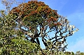 397_Sri_Lanka_Horton_Plains_NP