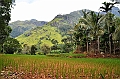 417_Sri_Lanka