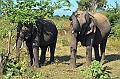 494_Sri_Lanka_Udawalawe_NP