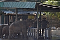 504_Sri_Lanka_Elephant_Transit_Home