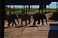 506_Sri_Lanka_Elephant_Transit_Home