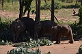 507_Sri_Lanka_Elephant_Transit_Home