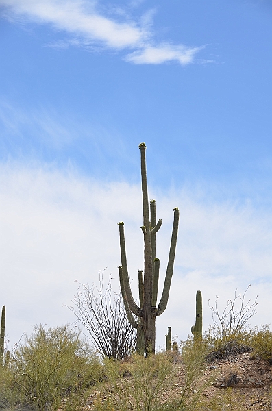 052_USA_Saguaro_National_Park.JPG