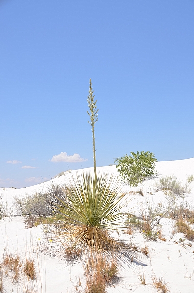 094_USA_White_Sands_National_Monument.JPG