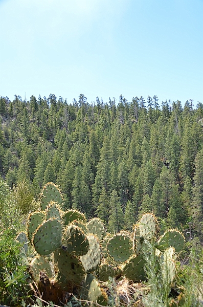 608_USA_Walnut_Canyon.JPG