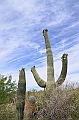 016_USA_Arizona_Sonora_Desert_Museum