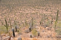 037_USA_Saguaro_National_Park