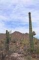 041_USA_Saguaro_National_Park