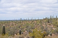 050_USA_Saguaro_National_Park
