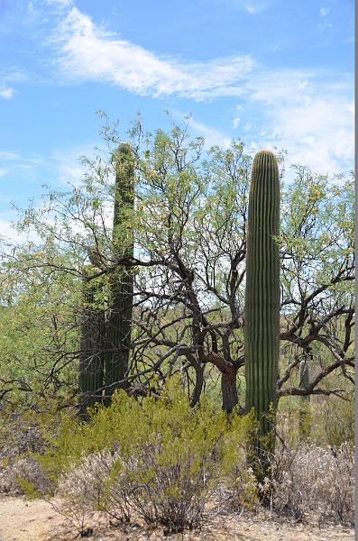 061_Arizona_Tucson_Saguaro_NP08.JPG