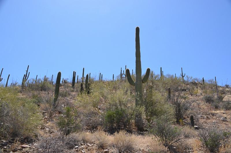102_Arizona_Tucson_Saguaro_NP24.JPG