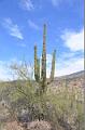 072_Arizona_Tucson_Saguaro_NP19
