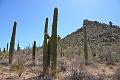092_Arizona_Tucson_Saguaro_NP14
