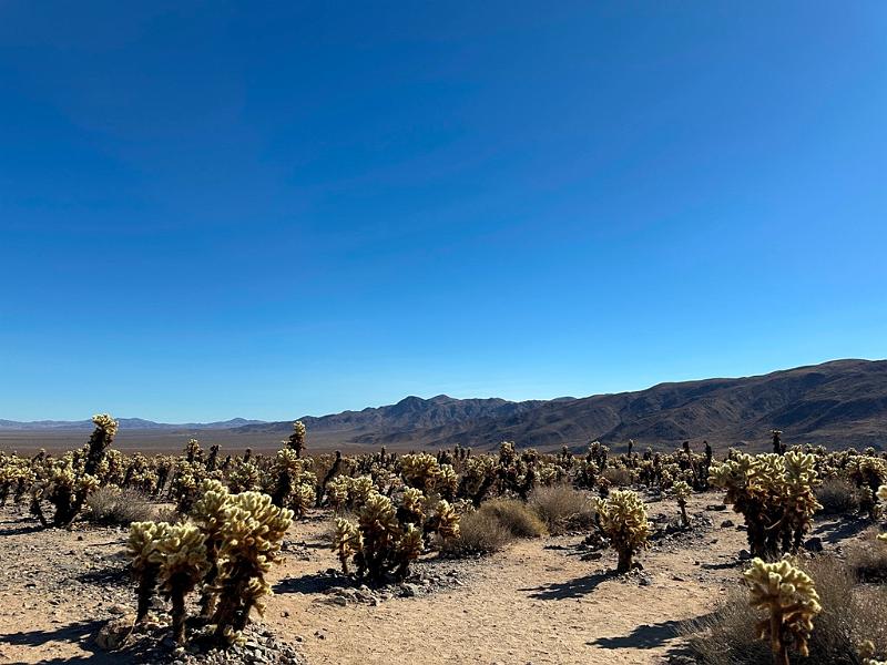 008_USA_Kalifornien­_Joshua_Tree_Nationalpark .JPG