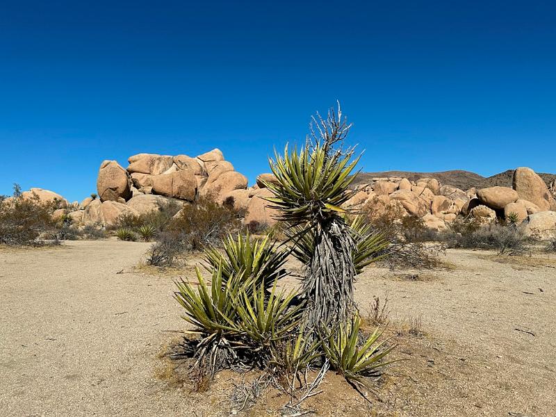 011_USA_Kalifornien­_Joshua_Tree_Nationalpark .JPG