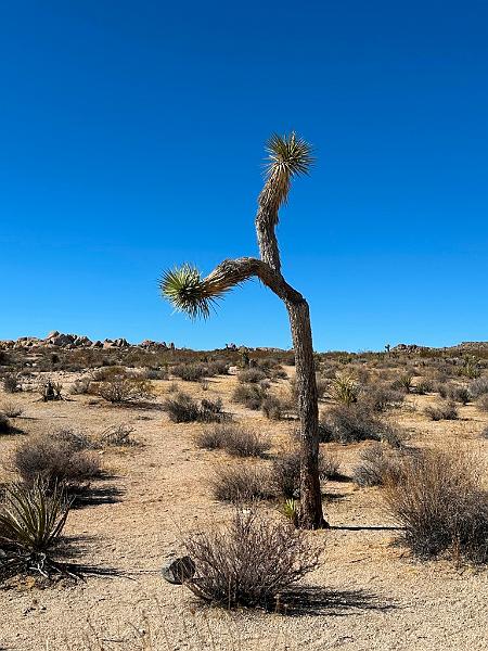 013_USA_Kalifornien­_Joshua_Tree_Nationalpark .JPG