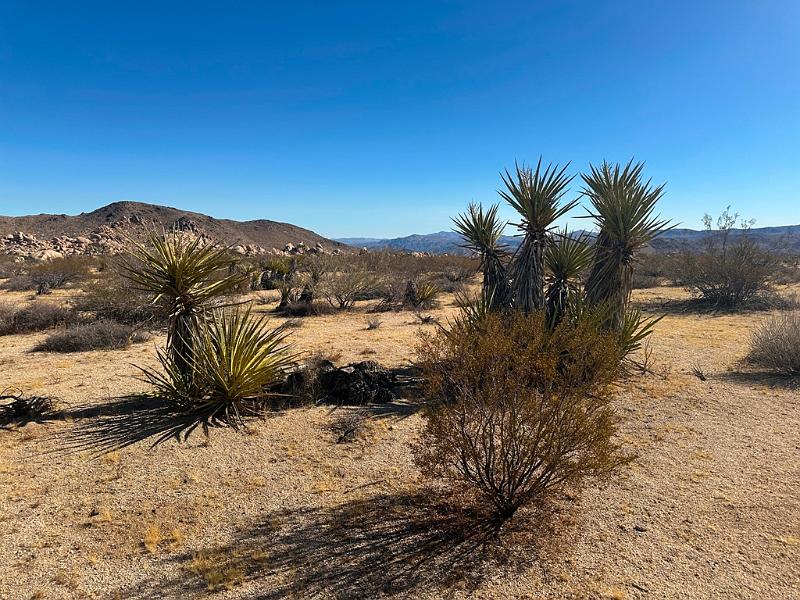 014_USA_Kalifornien­_Joshua_Tree_Nationalpark .JPG
