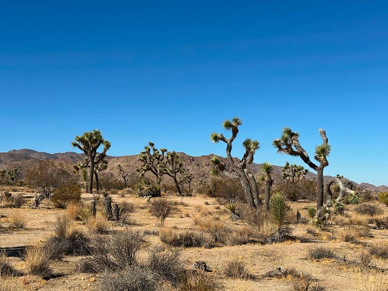 016_USA_Kalifornien­_Joshua_Tree_Nationalpark .JPG