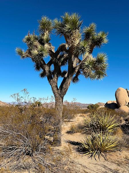 020_USA_Kalifornien­_Joshua_Tree_Nationalpark .JPG
