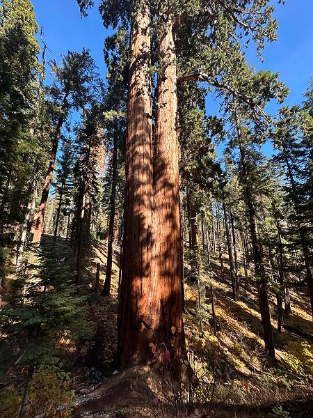 186_USA_Kalifornien_Sequoia_NP.JPG