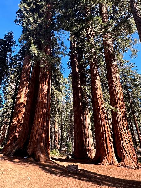 187_USA_Kalifornien_Sequoia_NP.JPG