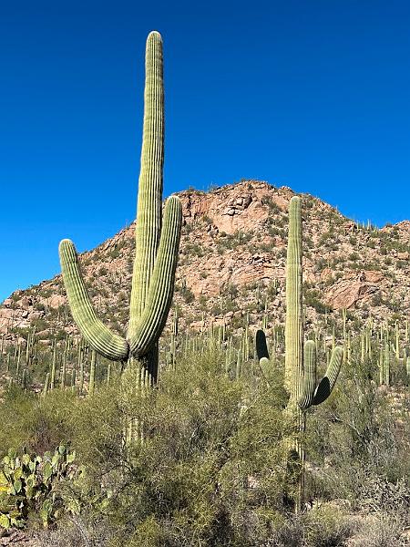 375_USA_Arizona_Saguaro_NP.JPG