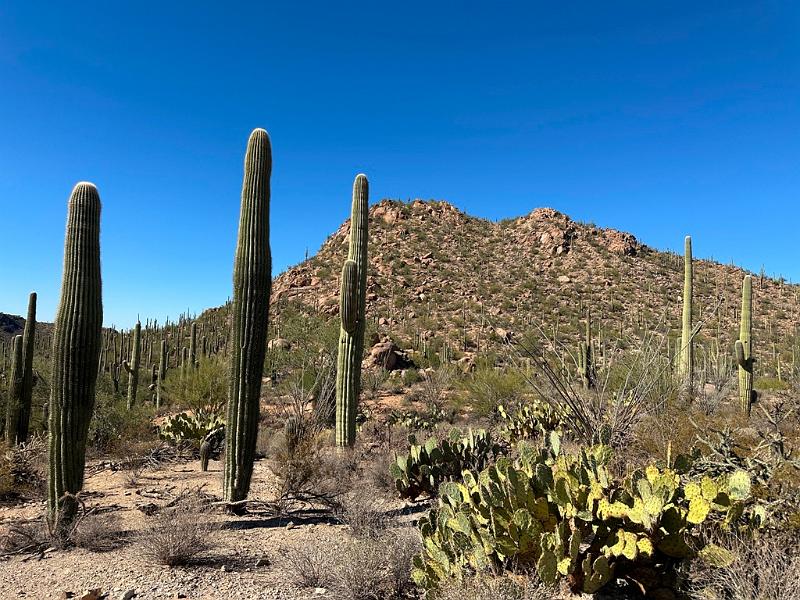 379_USA_Arizona_Saguaro_NP.JPG