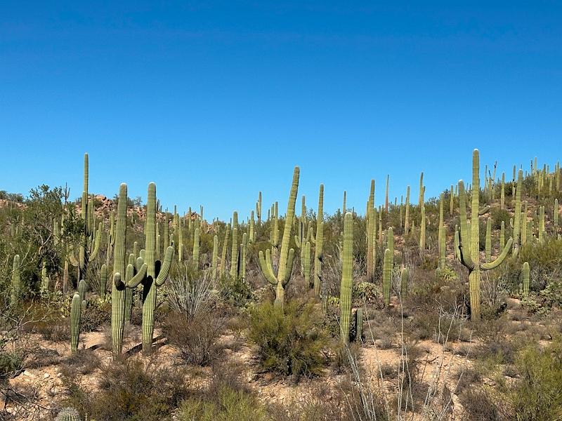 382_USA_Arizona_Saguaro_NP.JPG