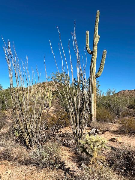 384_USA_Arizona_Saguaro_NP.JPG